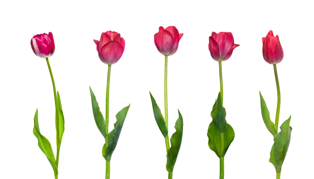 Best gelezen artikelen van januari 2024